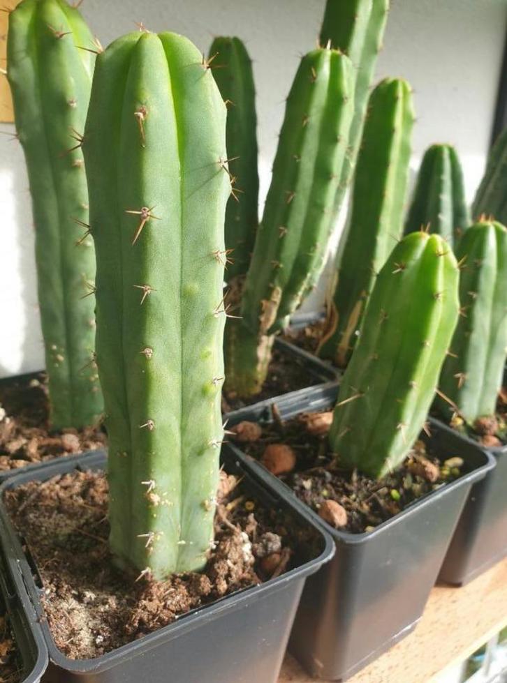 San Pedro Bolivian torch, Huis en Inrichting, Kamerplanten, Cactus, Minder dan 100 cm, Bloeiende kamerplant, Halfschaduw, In pot