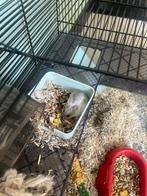 Dwerghamster met kooi, Dieren en Toebehoren, Knaagdieren, Hamster, Juni, Mannelijk, Tam