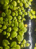 Amazone kikkerbeet – prachtige drijfplant! €0,50 per 10 cm², Dieren en Toebehoren, Vissen | Aquaria en Toebehoren, Ophalen, Zo goed als nieuw
