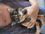 Kittens maine coon, Dieren en Toebehoren, Katten en Kittens | Raskatten | Langhaar, Meerdere dieren, Gechipt, 0 tot 2 jaar