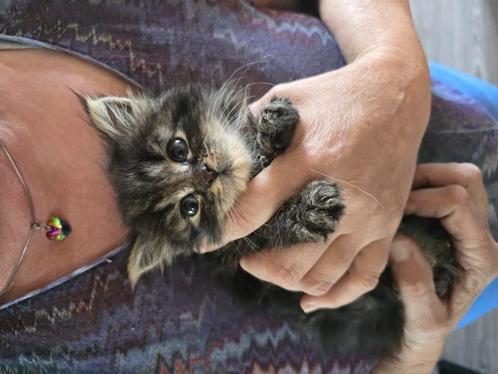 Kittens maine coon, Dieren en Toebehoren, Katten en Kittens | Raskatten | Langhaar, Meerdere dieren, 0 tot 2 jaar, Gechipt, Ontwormd