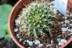 Frailea mammifera cactus succulent vetplant, Cactus, Minder dan 100 cm, Ophalen of Verzenden, Halfschaduw