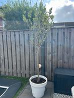 Olijfboom in pot, 100 tot 250 cm, Olijfboom, Ophalen, Volle zon