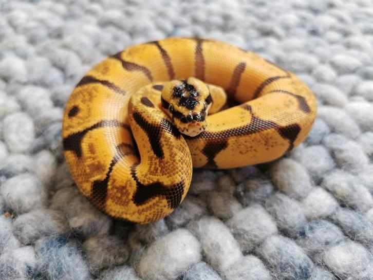 1.0 super Enchi Pastel Koningspython, Dieren en Toebehoren, Reptielen en Amfibieën, Slang, 0 tot 2 jaar, Tam