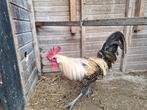 broedeieren, Dieren en Toebehoren, Pluimvee, Geslacht onbekend, Kip