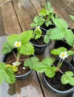 🍓 Biologische bosaardbei Fragaria vesca wilde aardbei, Ophalen, Volle zon, Vaste plant, Zomer