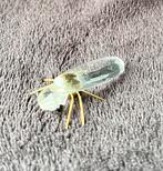 Swarovski insect, Ophalen of Verzenden, Zo goed als nieuw, Figuurtje