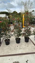 Ilex nellie R stevens hoog 125 grote pot vol bessen, Vaste plant, Halfschaduw, Herfst, Ophalen