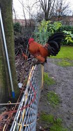 Mooie sabelpoot hanen, Dieren en Toebehoren, Pluimvee, Mannelijk, Kip