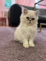 Katten langhaar, Dieren en Toebehoren, Meerdere dieren, 0 tot 2 jaar