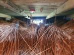 Riet voor rieten dakbedekking. Ruim 20 kuub, Ophalen, Overige materialen, Gebruikt, Overige kleuren