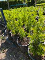Taxus baccata 30cm in20cmpot €3,75 pst.4/5 per m1, Ophalen, Taxus, Minder dan 100 cm