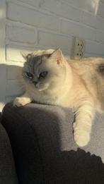 Silvershaded Britse Korthaar, Dieren en Toebehoren, Katten en Kittens | Raskatten | Korthaar, Poes, Gechipt, 3 tot 5 jaar