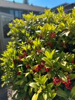 Skimmia struik, Ophalen, Zomer, Overige soorten, Halfschaduw