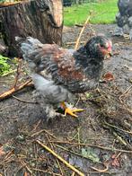 Jonge brahma hanen, Dieren en Toebehoren, Pluimvee, Mannelijk, Kip