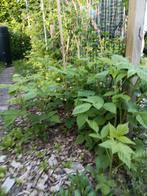 Frambozen planten, Ophalen, Overige soorten, Struik, Minder dan 100 cm