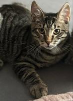 Lieve max zoekt een nieuw huisje, Dieren en Toebehoren, Katten en Kittens | Overige Katten, Kater