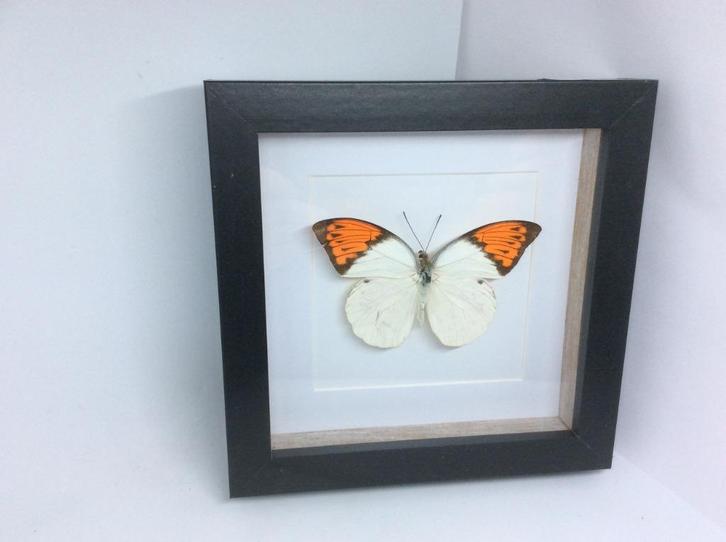 vlinder  Hebomoia Glausippe Celebensis, Verzamelen, Dierenverzamelingen, Nieuw, Opgezet dier, Overige soorten, Ophalen of Verzenden