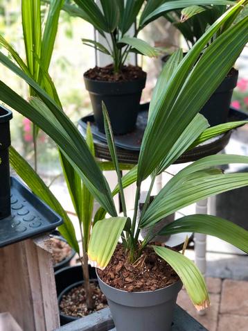 Sabal minor palmboom dwerg Palmetto beschikbaar voor biedingen