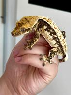 1.0 Hoog contrast wimpergekko man uit toplijnen!!!, Hagedis, 0 tot 2 jaar