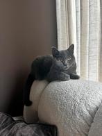 Te koop: Britse korthaar, Dieren en Toebehoren, Katten en Kittens | Raskatten | Korthaar, Poes