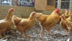 Plymouth rock kriel kippen | Passend advies!, Meerdere dieren, Kip