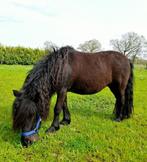 Te koop aangeboden: super lieve Shetlandermerrie, Dieren en Toebehoren, Pony's, Merrie, Gechipt, A pony (tot 1.17m), Onbeleerd