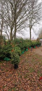 Nordmann Kerstbomen te koop, Overige soorten, 250 tot 400 cm, Zomer, Ophalen