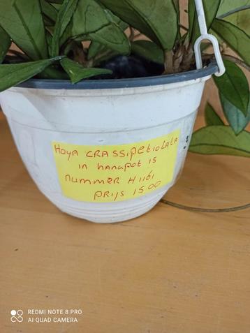 Hoya crassipetiilata in hangpot 15 nummer H1187 beschikbaar voor biedingen