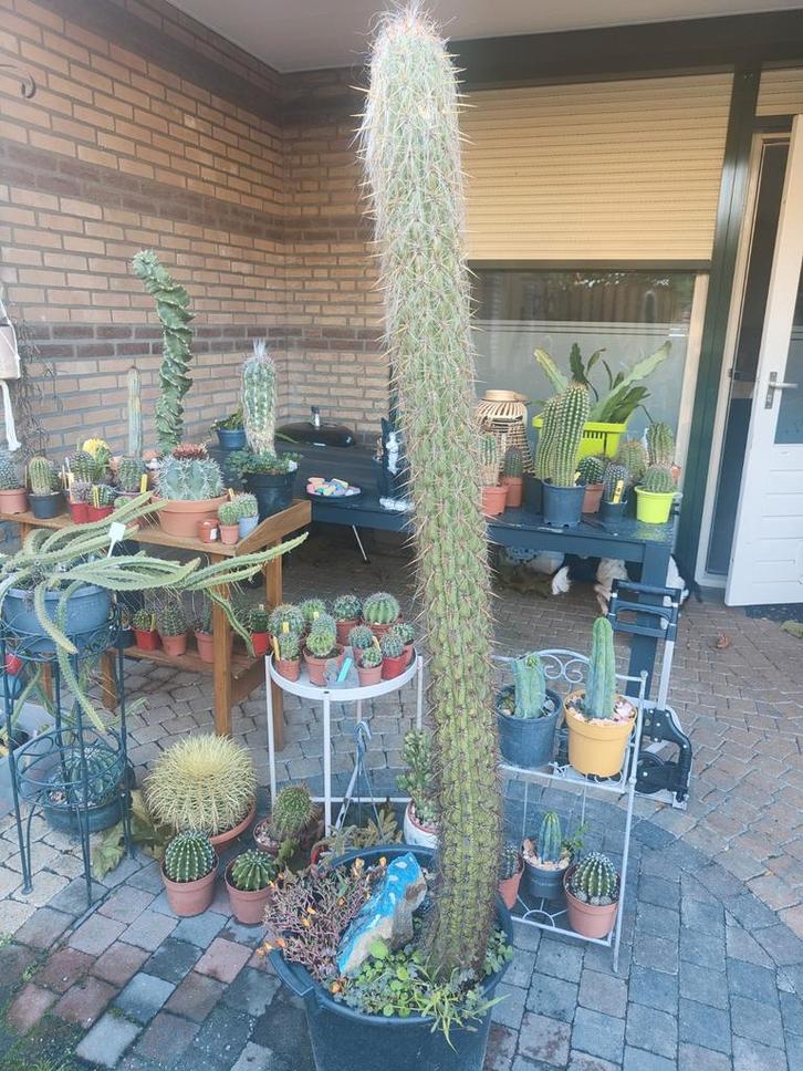 OreoCereus Cactus - Zeldzame Bergcactus, Tuin en Terras, Planten | Tuinplanten, Ophalen