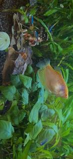 80L aquarium compleet met vissen en kreeften, Dieren en Toebehoren, Vissen | Aquariumvissen, Vis