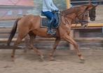 Braaf 8 jr familie-recreatie-manege paard 1,69, Dieren en Toebehoren, Paarden, Merrie, B, Gechipt, 3 tot 6 jaar