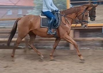 Braaf 8 jr familie-recreatie-manege paard 1,69 beschikbaar voor biedingen