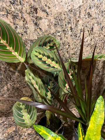 Kamerplanten mix pakket beschikbaar voor biedingen