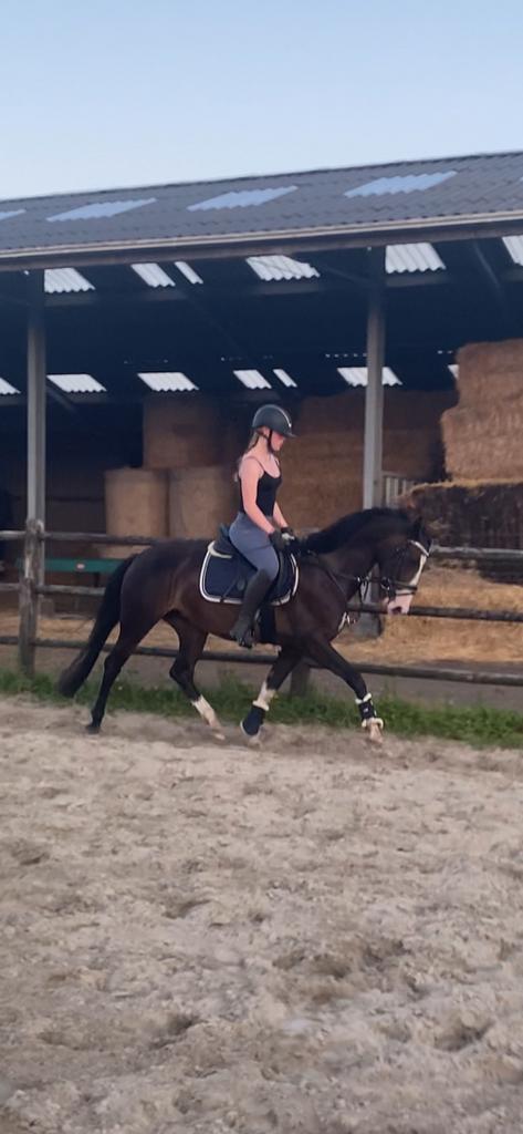 bijrijdpony gezocht/ bijrijder aangeboden :peizermade, Dieren en Toebehoren, Paarden en Pony's | Verzorgingsproducten, Ophalen of Verzenden