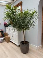 Grote Kamerplant (zonder pot), Ophalen, Overige soorten, Halfschaduw, 150 tot 200 cm