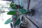 Eric Kuster nep-kamerplant, Ophalen, Palm, In pot, Minder dan 100 cm