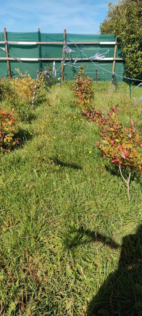 blauwe, rode en zwarte bessen, Tuin en Terras, Planten | Fruitbomen, Overige soorten, Minder dan 100 cm, Lente, Ophalen
