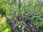 lijsterbes bomen sorbus aucuparia pot gekweekt, Tuin en Terras, Planten | Bomen, Zomer, Overige soorten, Volle zon, Ophalen