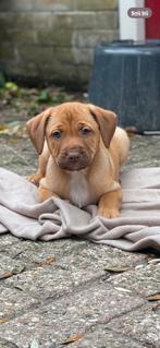 Puppy's  rednose pitbul x stafford (australian shepherd), Rabiës (hondsdolheid), 8 tot 15 weken, Meerdere, Meerdere dieren