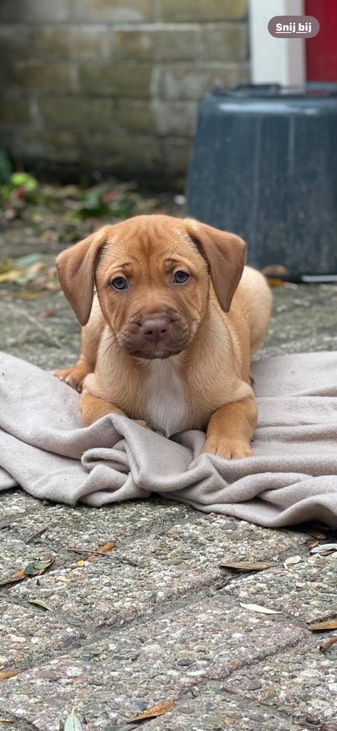 Puppy's  rednose pitbul x stafford (australian shepherd), Dieren en Toebehoren, Honden | Herdershonden en Veedrijvers, Meerdere dieren