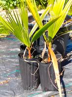Washingtonia Filibusta zaailingen, Ophalen, Zomer, Groenteplanten, Volle zon