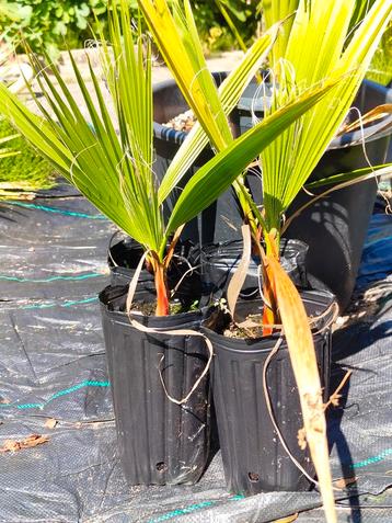 Washingtonia Filibusta zaailingen beschikbaar voor biedingen