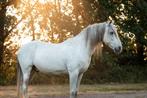 Lieve spaanse ruin zie omschrijving, Dieren en Toebehoren, Ruin, Recreatiepaard