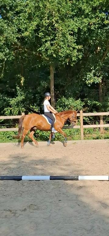 Paardrijles op eigen locatie gezocht(Omgeving Zutphen/Eefde) beschikbaar voor biedingen