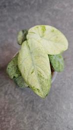 Alocasia Ninja Tricolor Variegata, Ophalen of Verzenden, Halfschaduw, Minder dan 100 cm