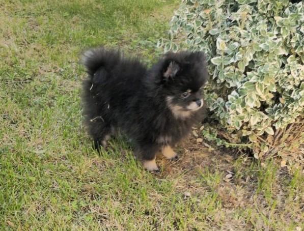 Pomeriaan teefjes ( mini )  bearface 100% rasechte, Dieren en Toebehoren, Honden | Poolhonden, Keeshonden en Oertypen, Teef, Overige rassen
