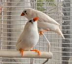 Te koop 4 jonge zebravinken 1 man 3 poppen., Dieren en Toebehoren, Vogels | Kanaries, Meerdere dieren, Kleurkanarie
