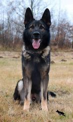 Zeer mooie Duitse Herder pups, Dieren en Toebehoren, Particulier, Rabiës (hondsdolheid), 8 tot 15 weken, Buitenland