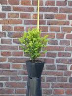 Taxus baccata Globe, Ophalen of Verzenden, Taxus, Haag, Minder dan 100 cm